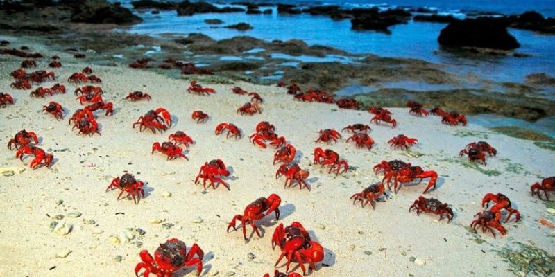 Mơ thấy cua có ý nghĩa gì?